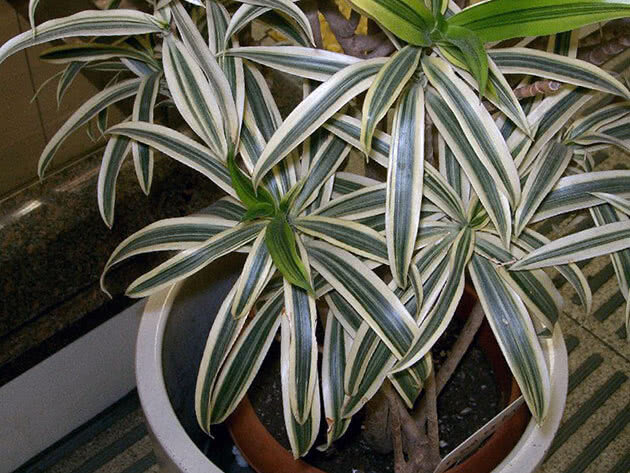 Фото из открытого источника