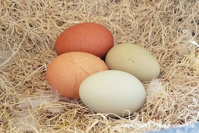 Кура несет мелкие яйца. Маленькие яйца. 7. Яйцо – “Курочка-Ряба”. Мелкое яйцо у кур причины. Почему куры несут маленькие яйца.