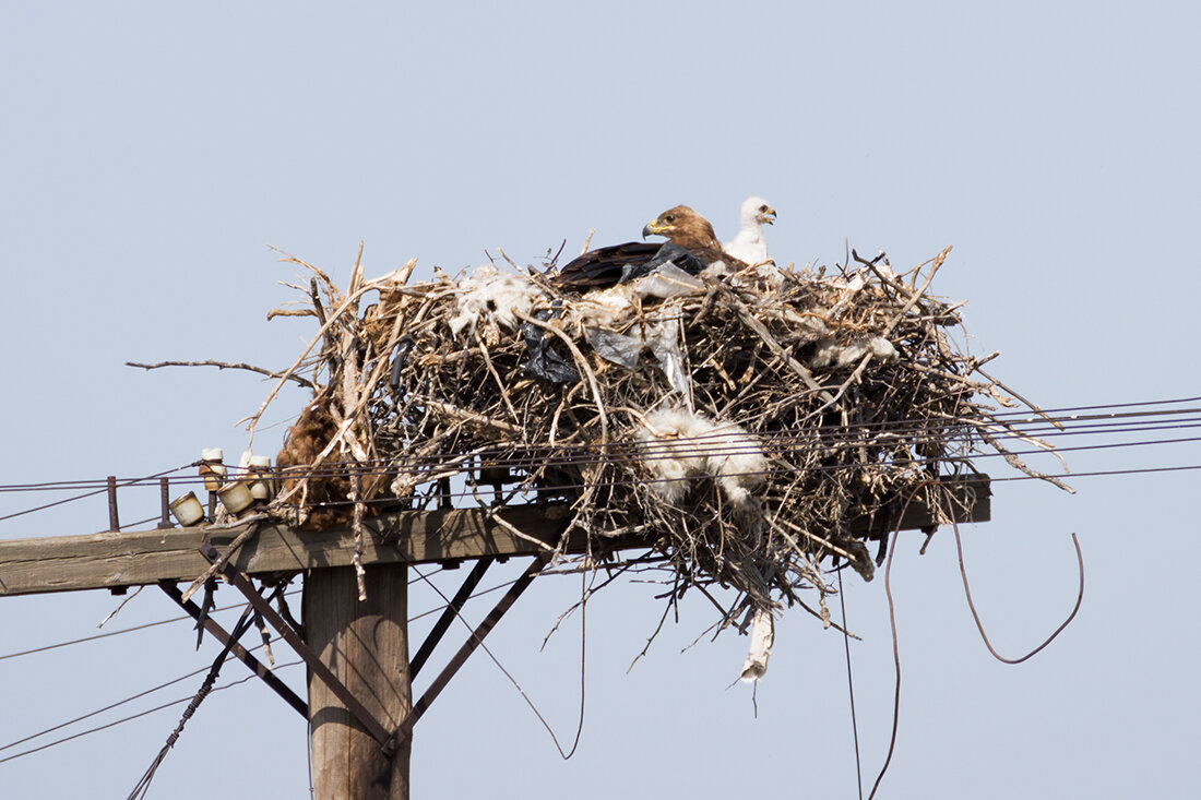 Урбанизация  и в целом человеческая цивилизация создает все новые и все более серьезные угрозы для биоразнообразия птиц.
