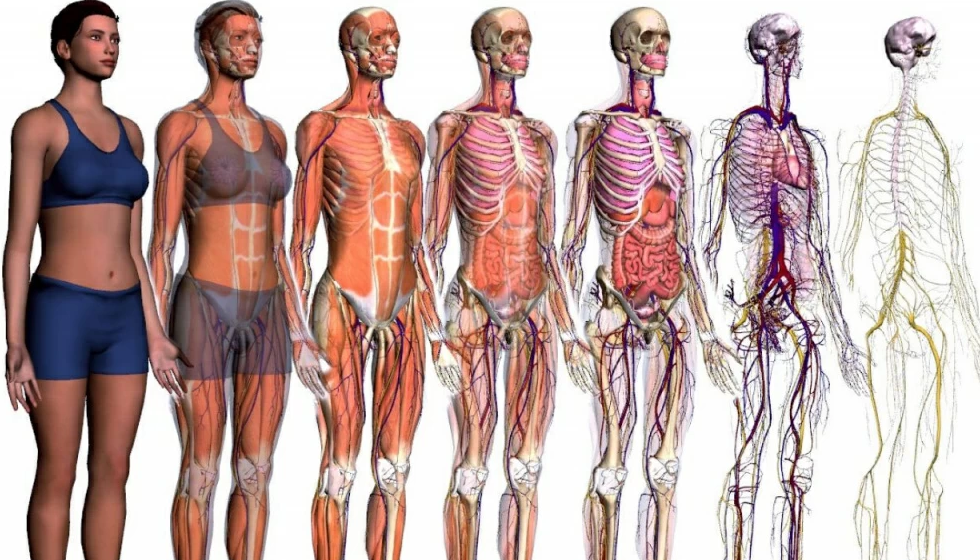 Тело человека в различных проекциях