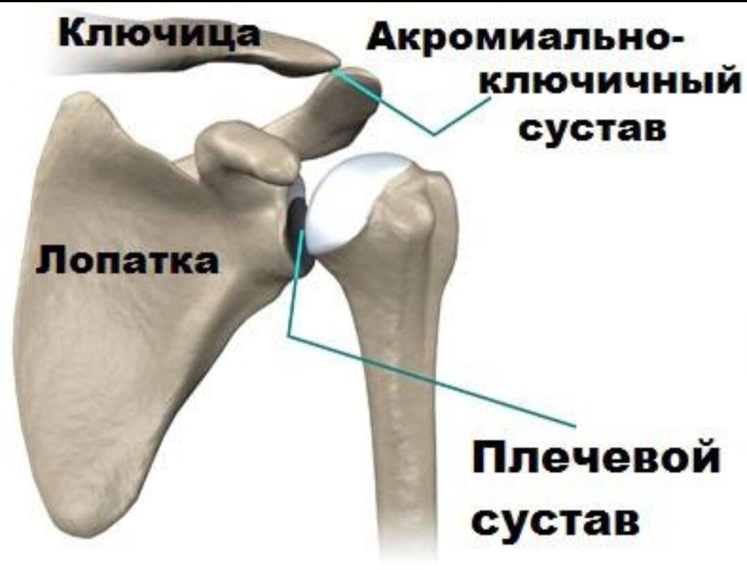 Соединение костей лопатки