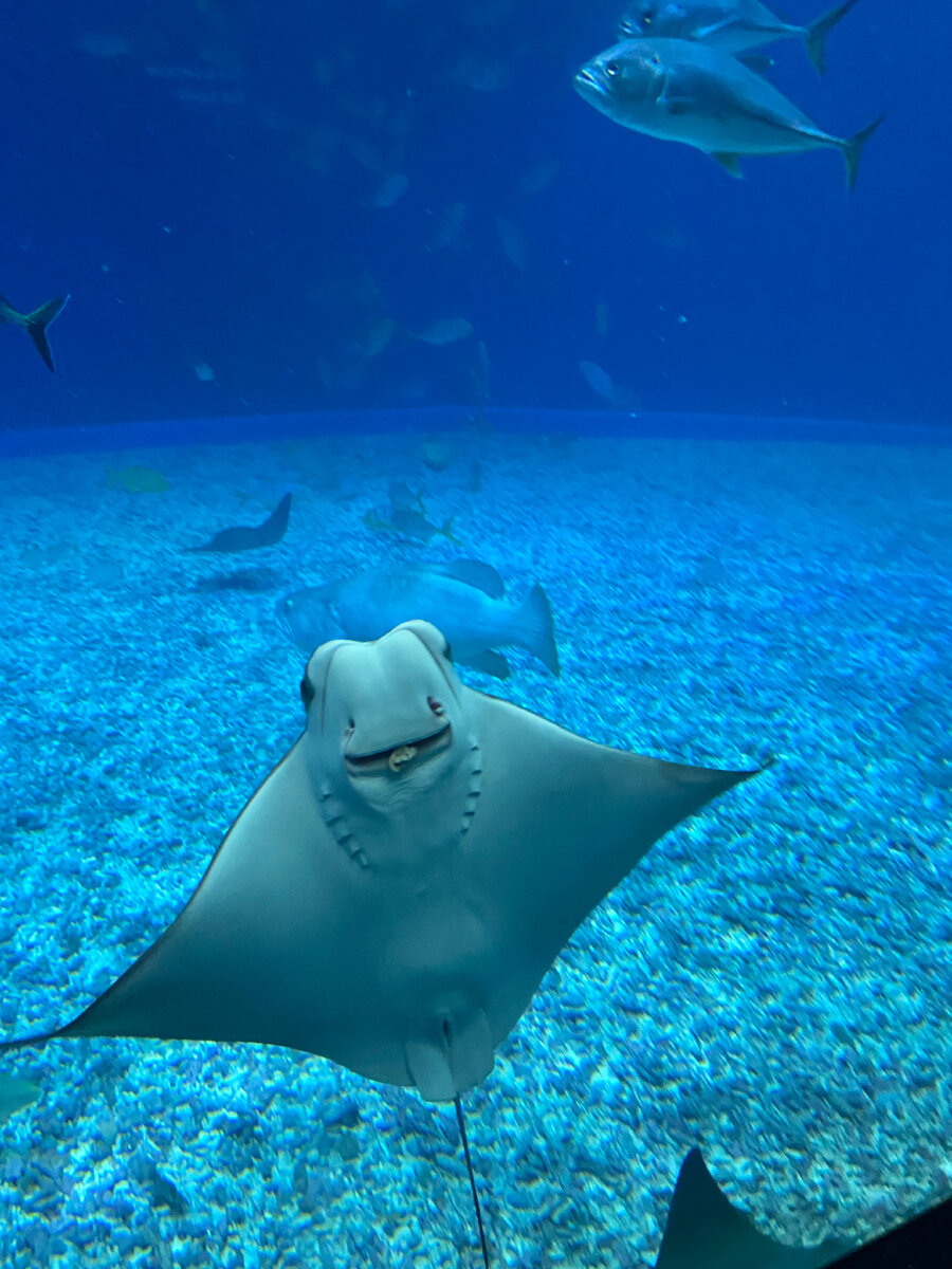 Большой аквариум | Личное фотох