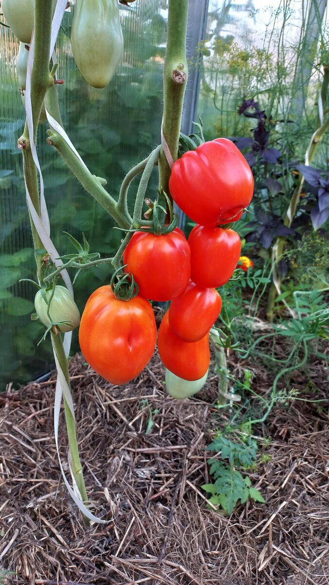 Томат Красные Дольки / Галерея листайте 