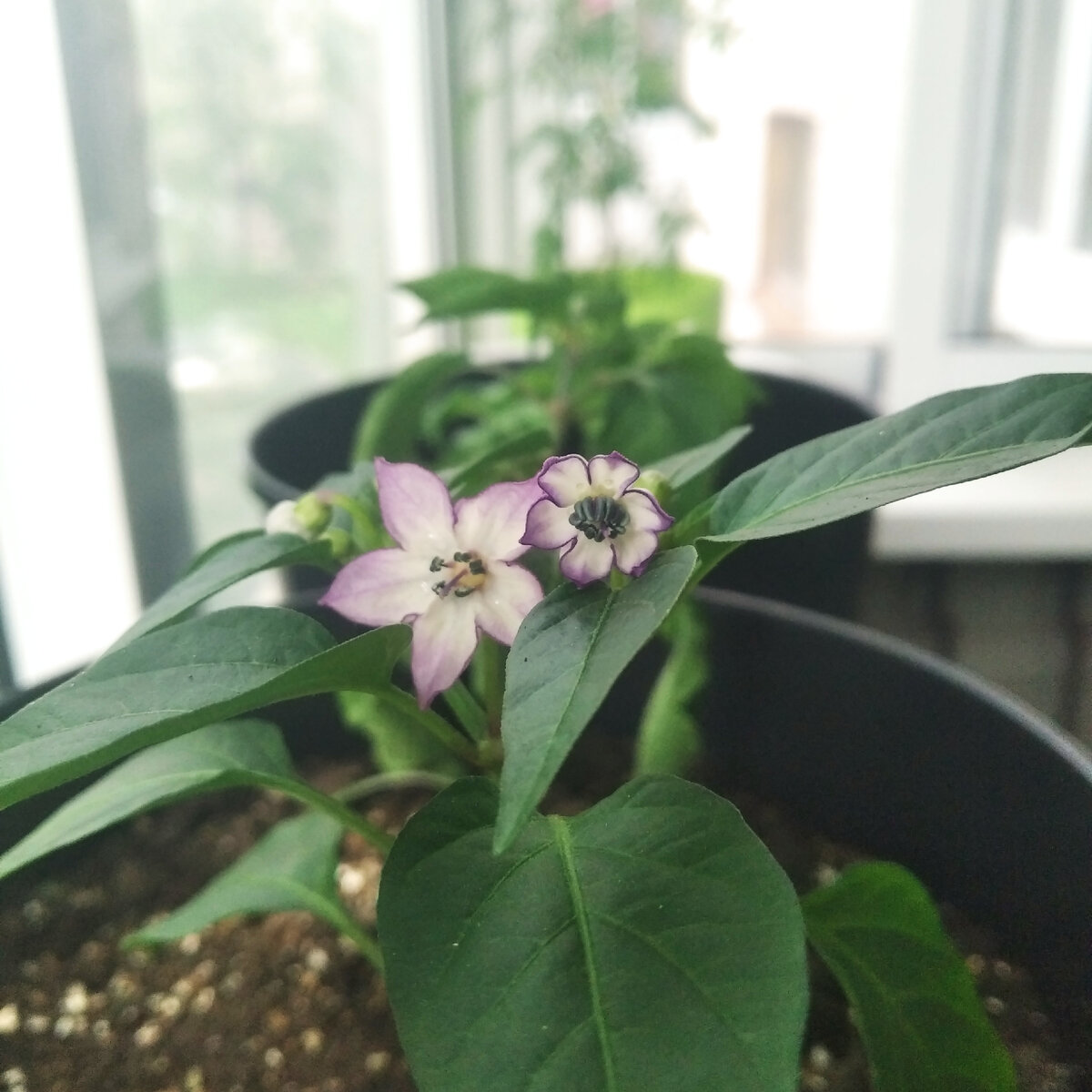 цветет острый перчик очень красиво