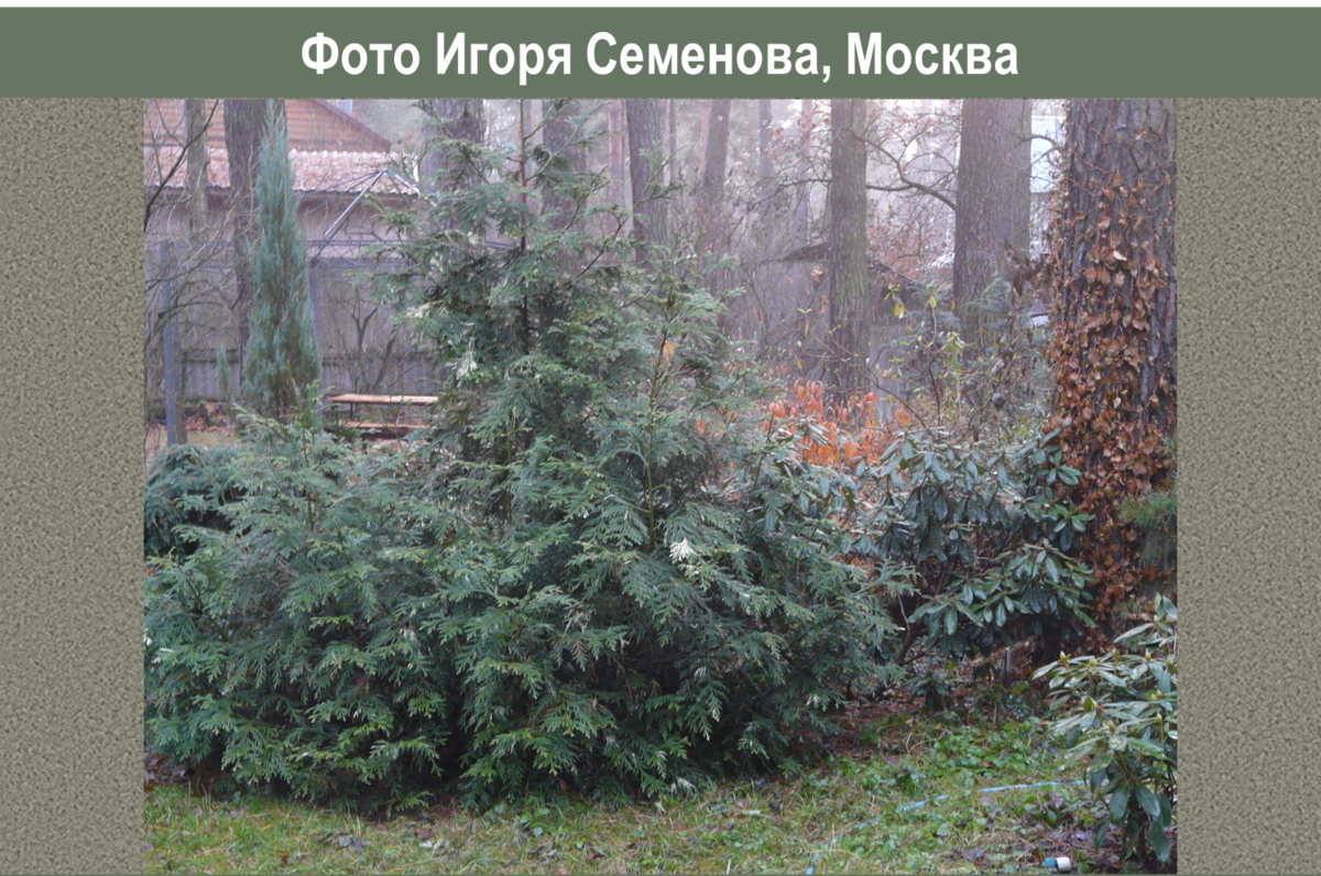 Самые недооцененные хвойные: туевик | Сад под Петербургом | Дзен