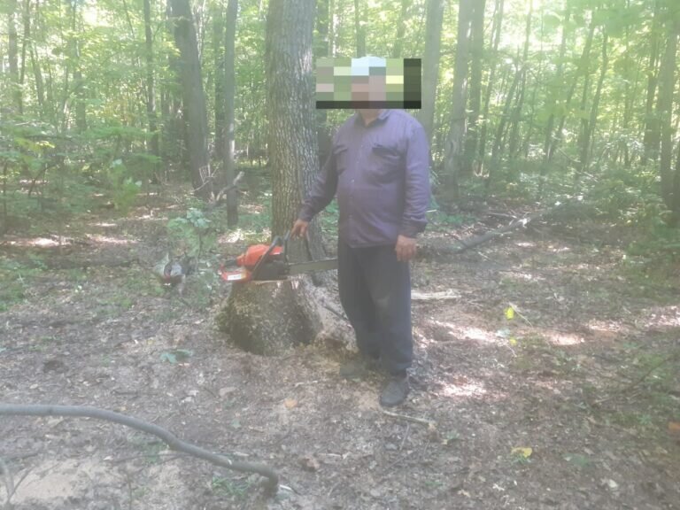    В Абдулино местному жителю за спиленный дуб грозит до 7 лет колонии Белов Михаил Александрович