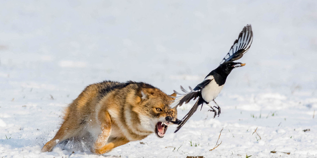 Как зверь выбирает жертву.