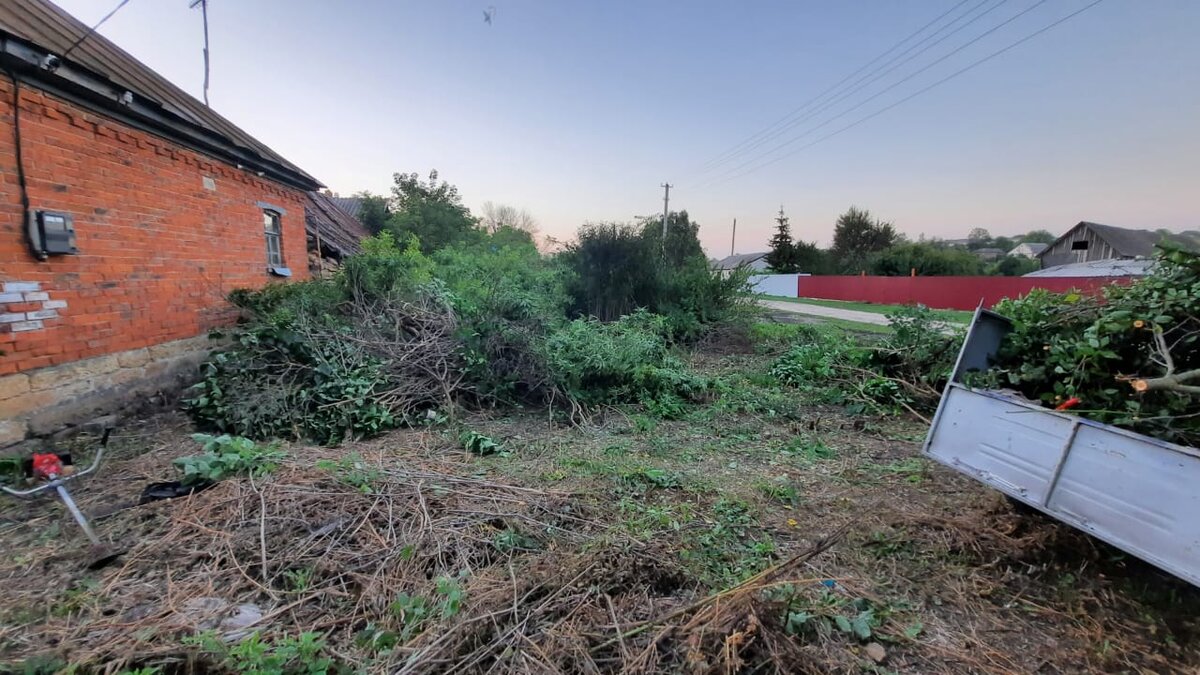 Много сирени было, козы её есть не стали