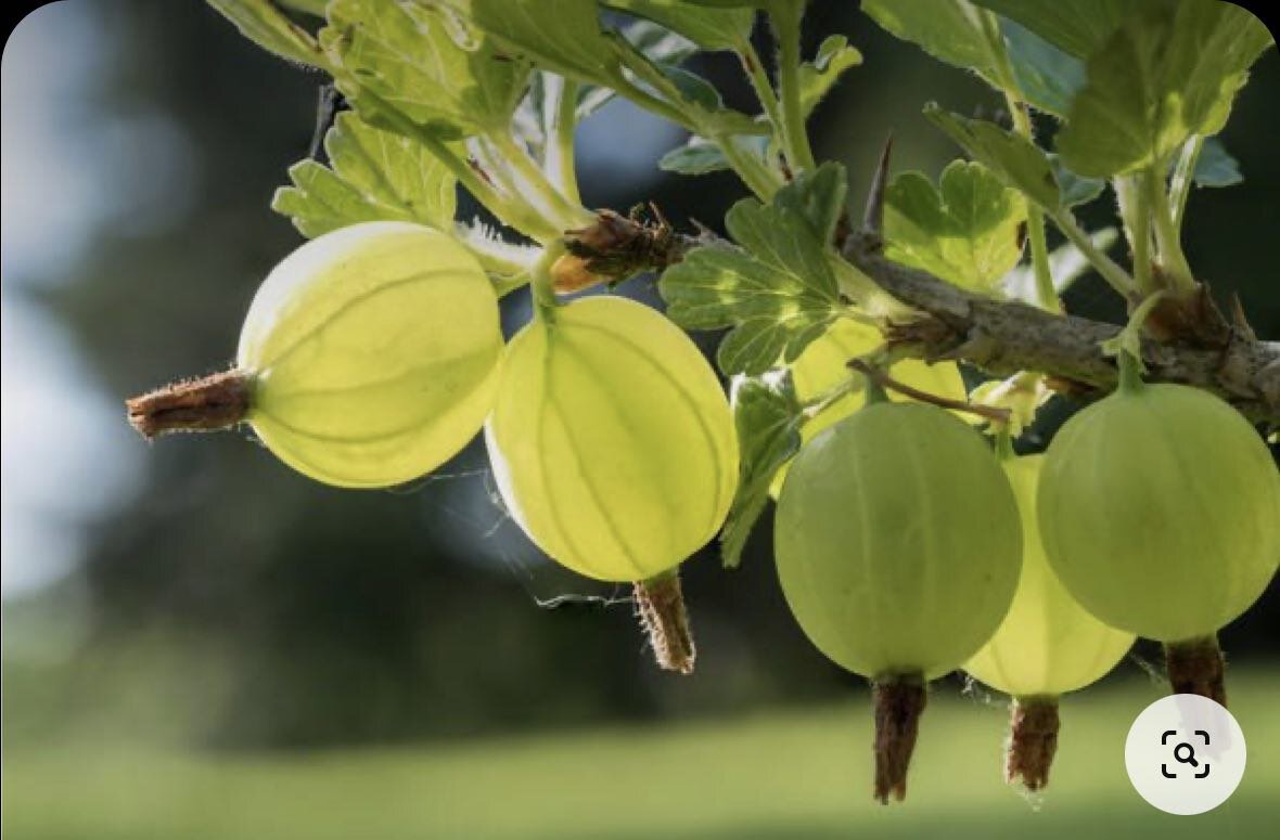 Референс организатора