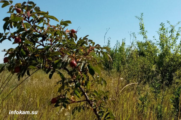    Степной пейзаж с шиповником