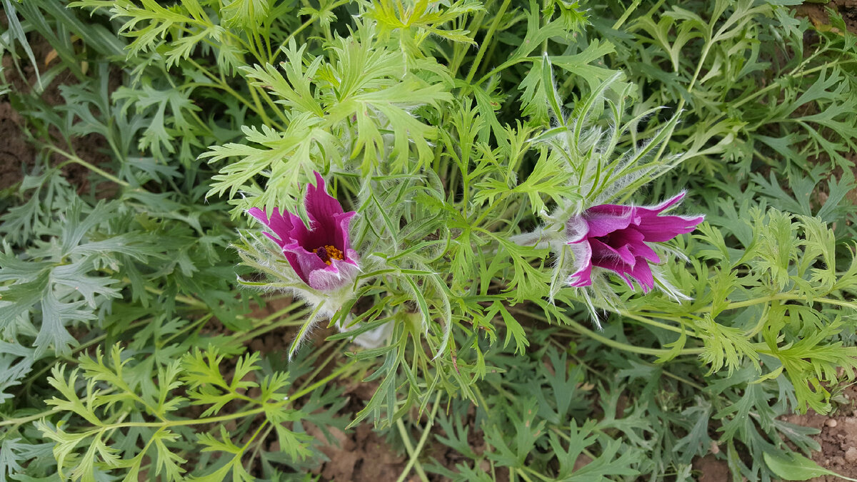 Прострелы в августе - бывает и такое