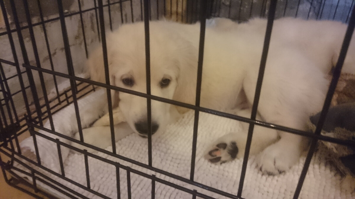 Маленькая Деля с удовольствием грызёт лакомство и не думает никуда выходить