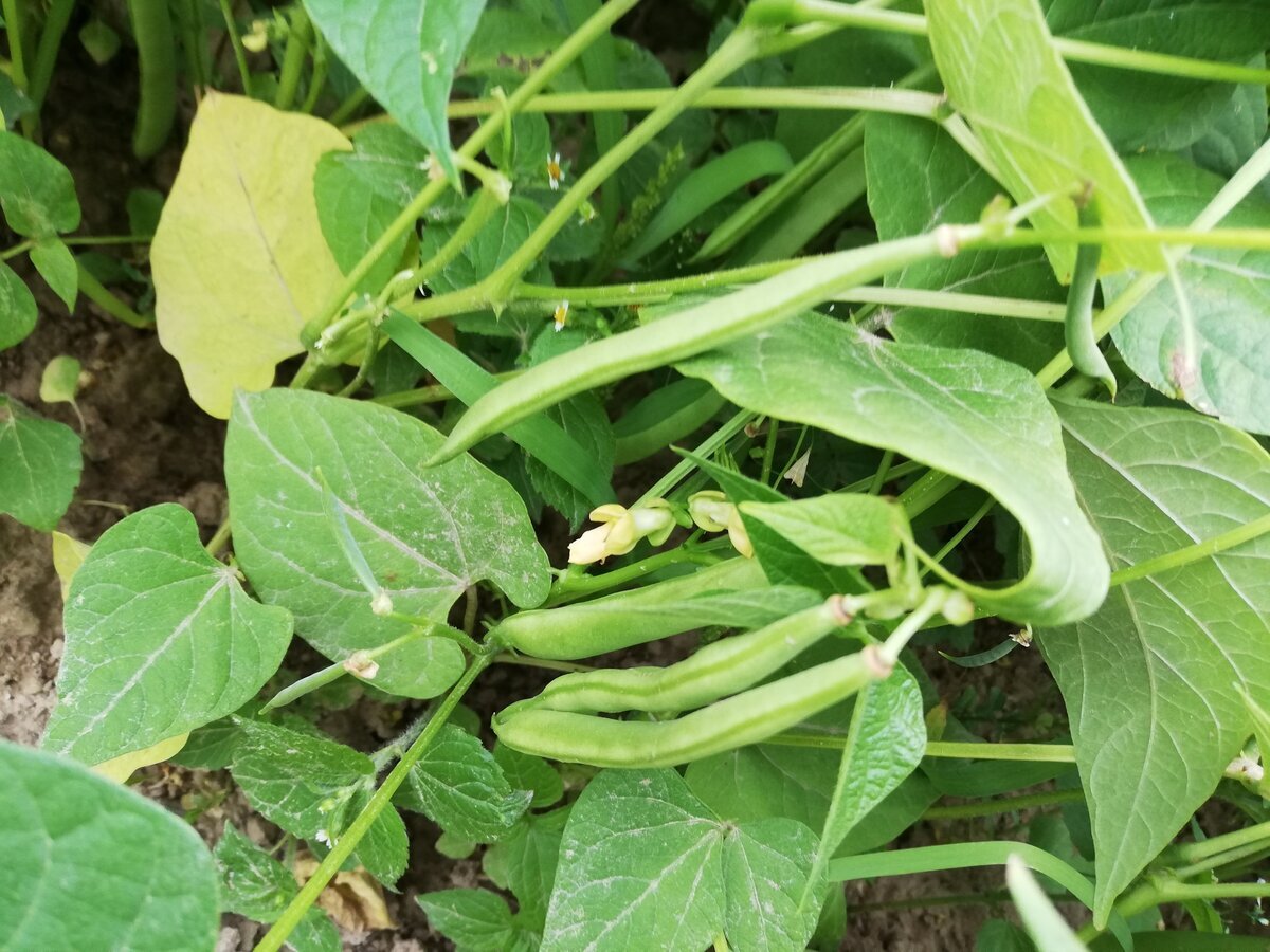 Стручковая фасоль на грядке
