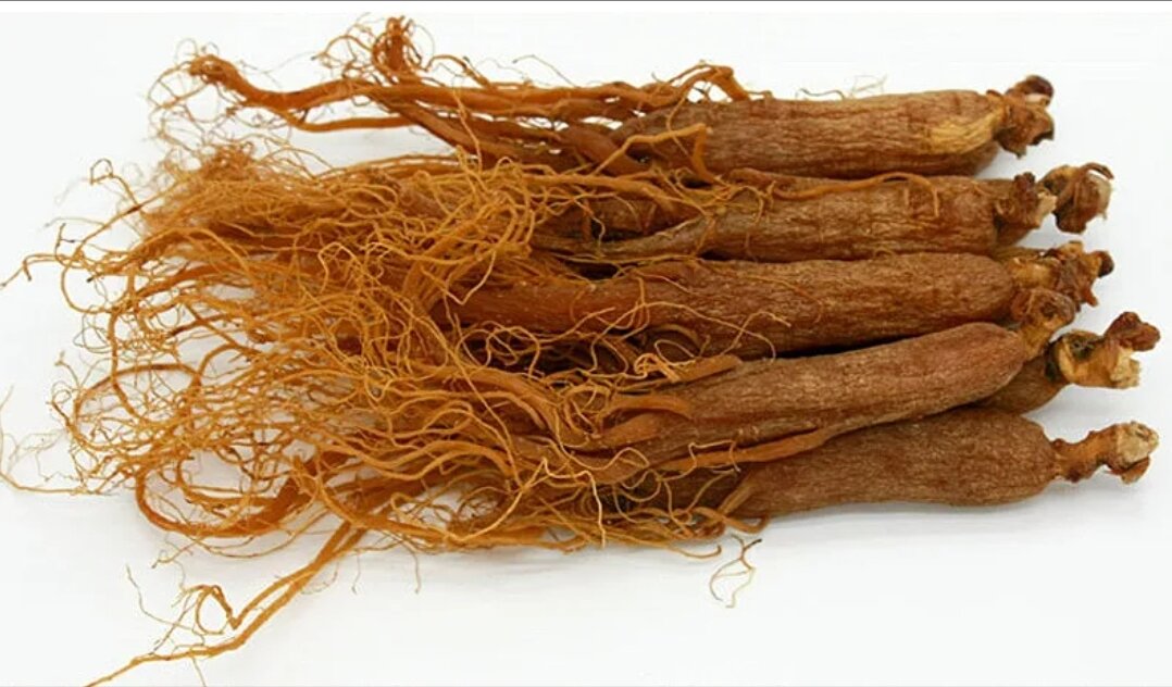 Красный женьшень. Корень красного женьшеня. Korean Red Ginseng root. Changbai Ginseng Hong San красный женьшень. Женьшень по корейски.