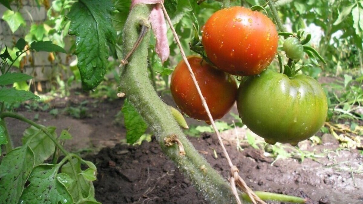 Гибрид помидора и огурца. Полив помидор в теплице. Полив томатов в открытом грунте. Полив помидоров при созревании плодов. Лучшие сорта томатов для теплицы из поликарбоната.