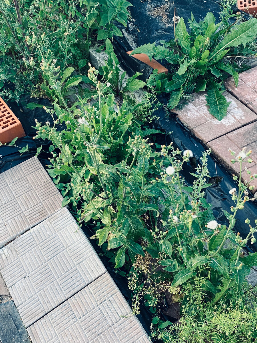 Могу и через черную пленку прорасти!!