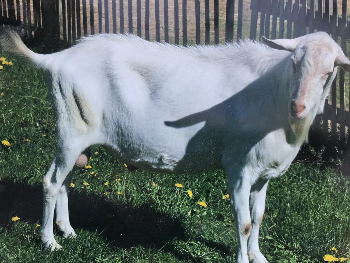 Американская линия