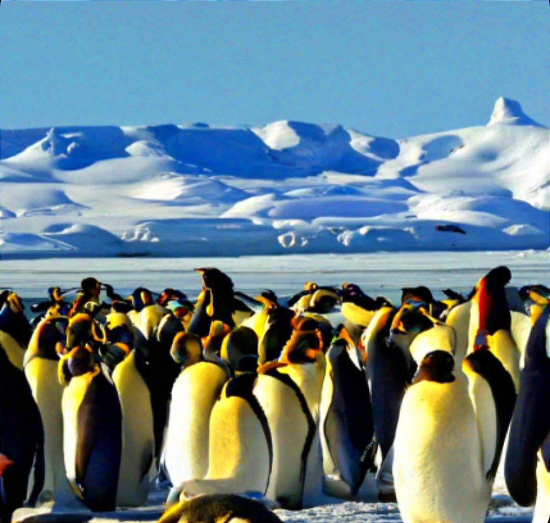 Стая пингвинов