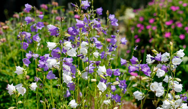    Колокольчик персиколистный. Фото: shutterstock.com