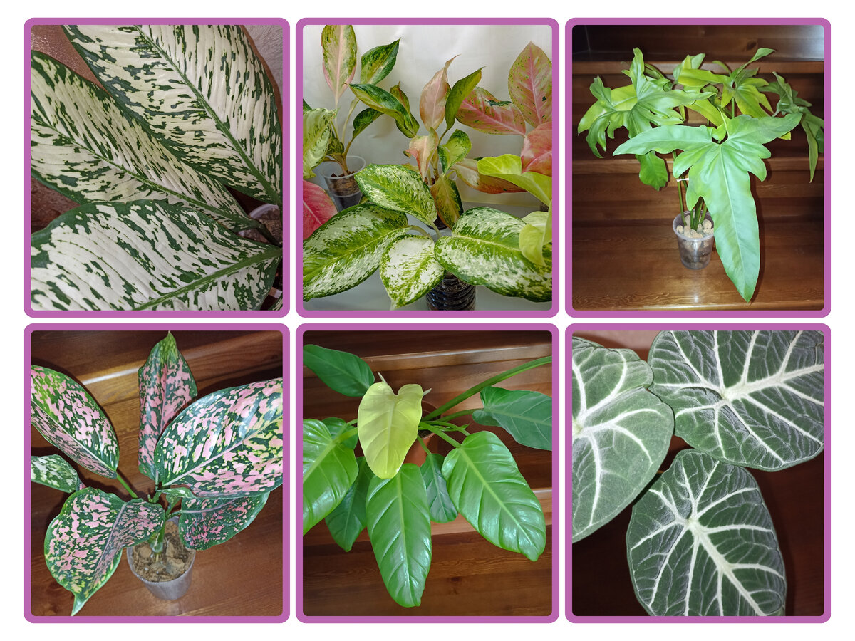 Мои цветочки