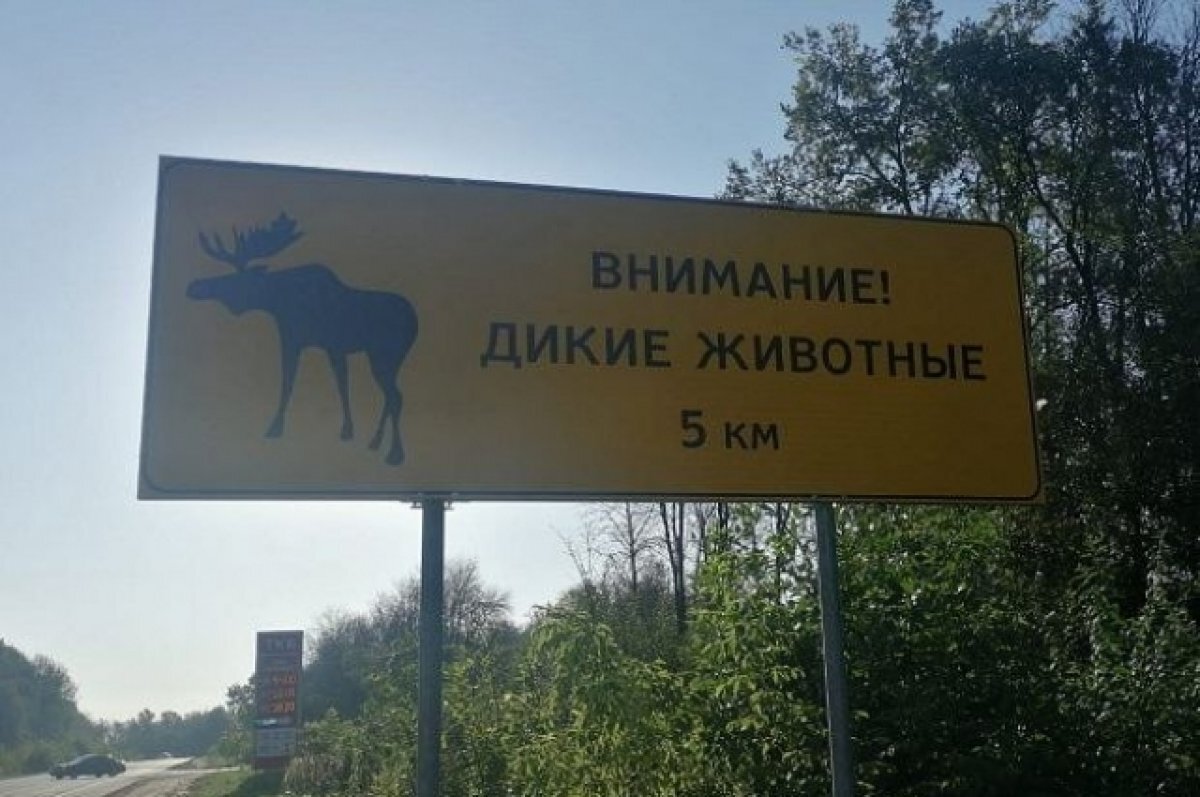    В Тульской области на дорогах заметили диких животных