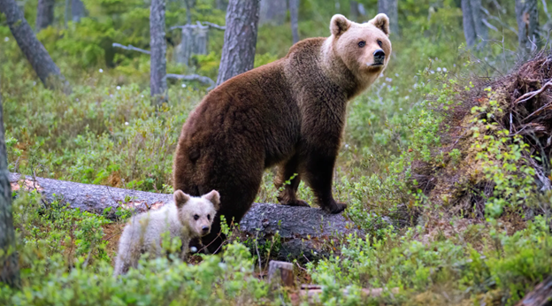 Так уж получается, что когда мы появляемся на свет, Бог каждого из нас наделяет каким-то даром. У Николая этот дар проявлялся в любви к животному, природе с самого раннего детства.-3