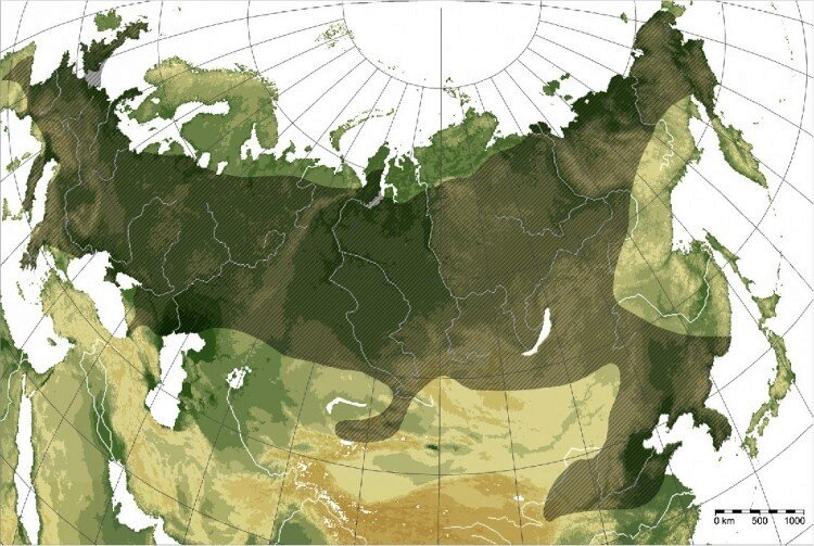 Ареал максимального расселения шерстистого носорога