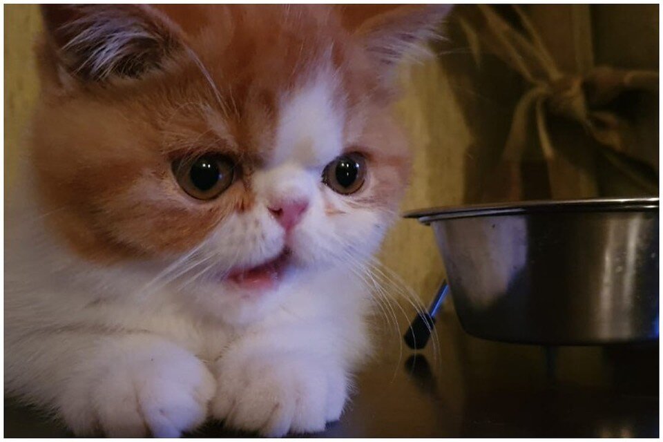    Хозяйка, а ты уверена, что эта миска мне подходит? Ася ЖУКОВА