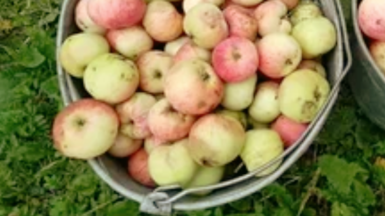 Такие яблоки станут сырьем для уксуса