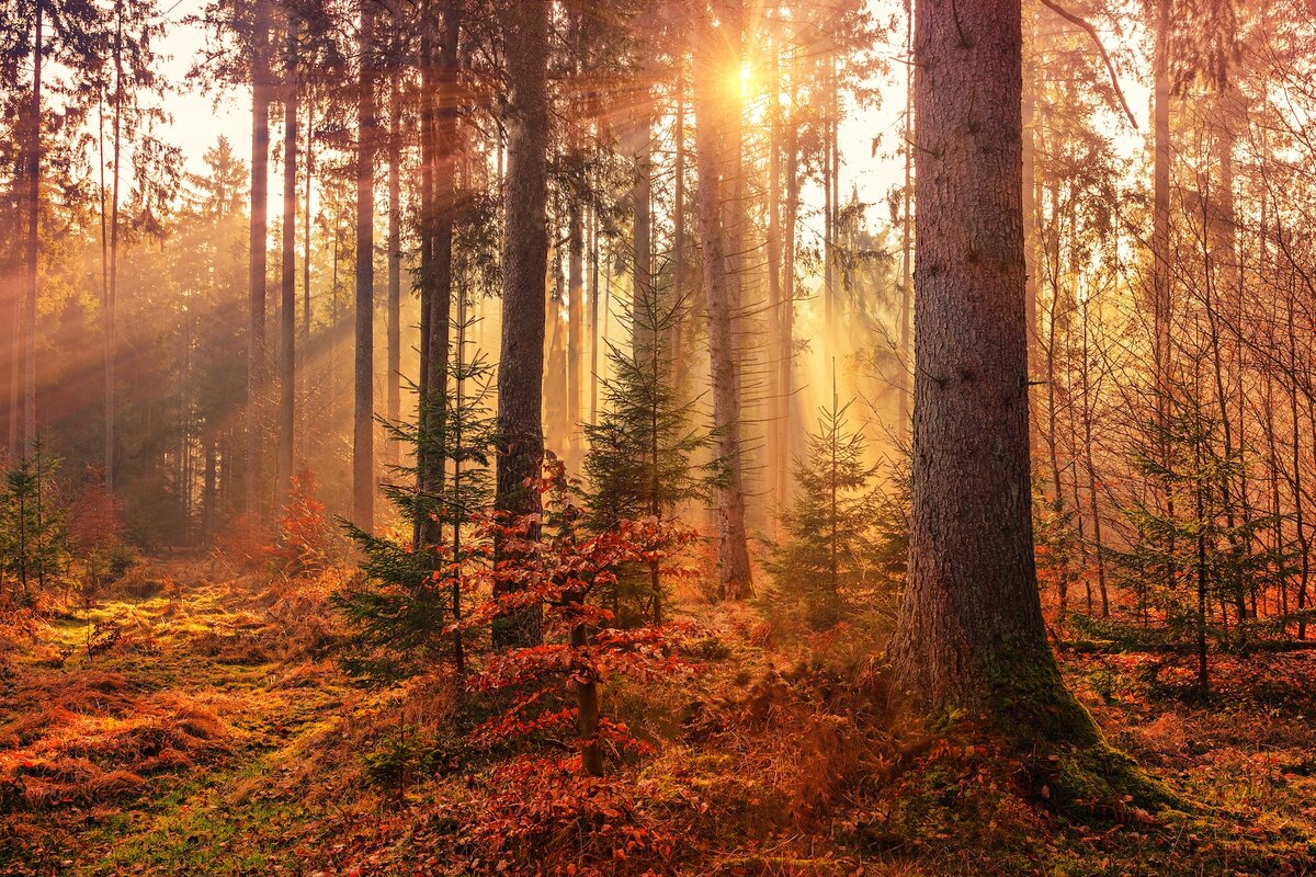 Photo by Johannes Plenio on Unsplash