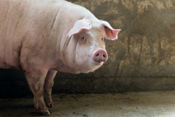 Источник: https://www.google.ru/imgres