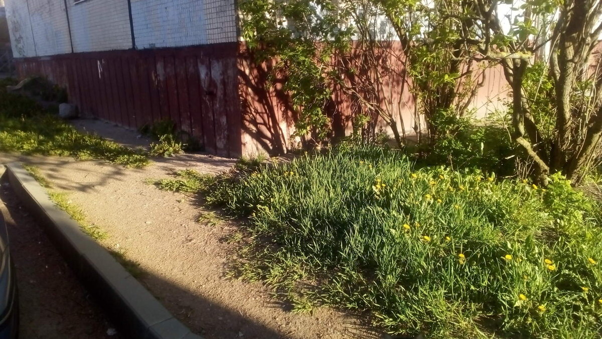 Соседский палисадник с юго-восточной стороны хрущевки