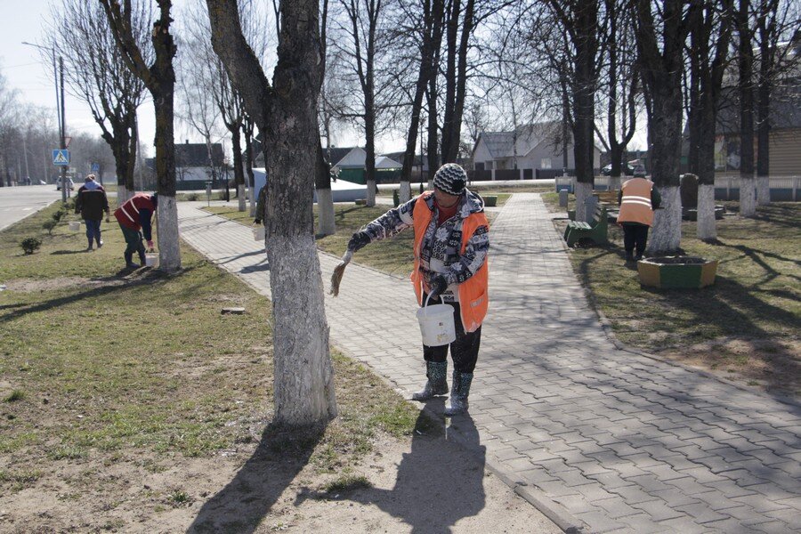 Побелка деревьев в мае