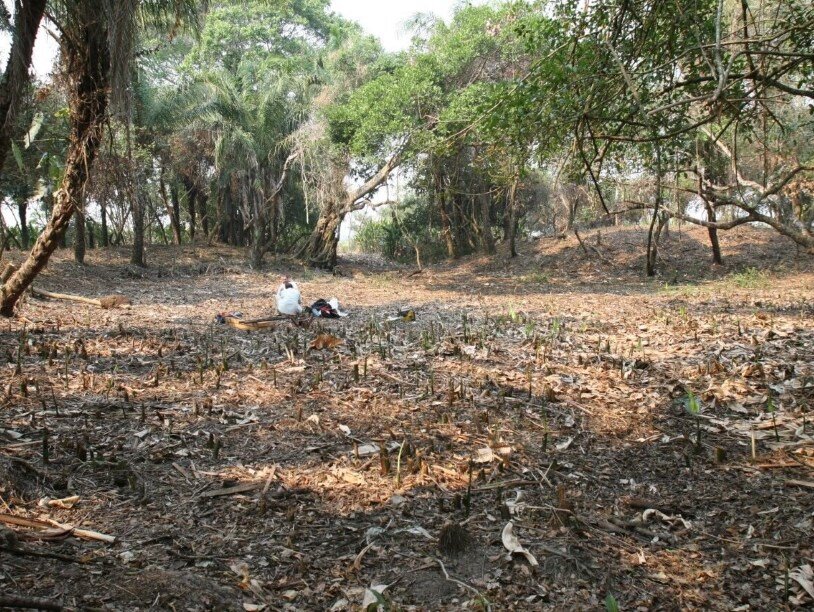 Остатки искусственного пруда. Фото: Prestes-Carneiro et al. 2019