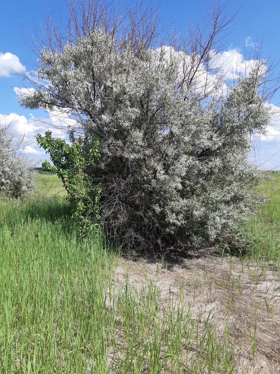 Дерево маслина дикая