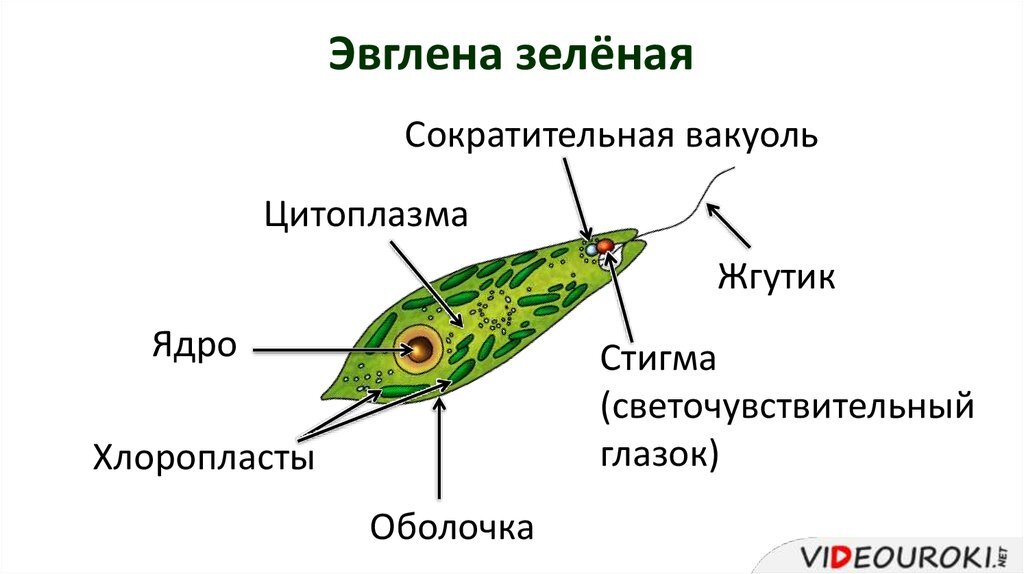 ЗЕЛЕНАЯ ВОДА (Водоросли)