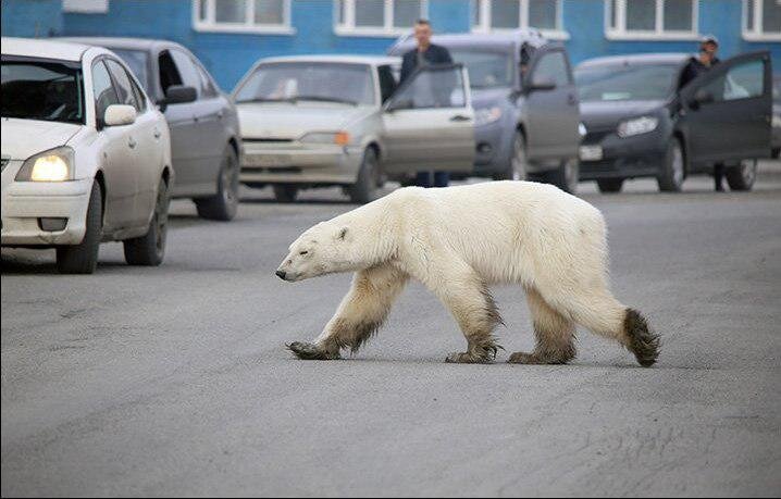 Белый медведь ул красный путь 47 фото белый медведь в городе Pro хобби Дзен