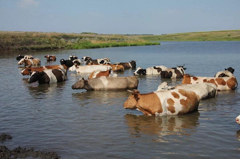 коровы зашли в воду от жары