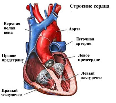 Сердечная недостаточность