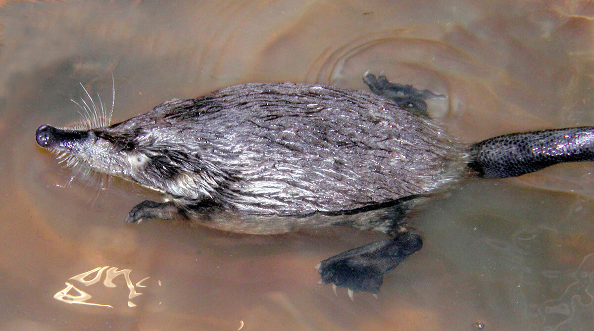 Положение выхухоли на поверхности воды во время отдыха. (Фото Ивлев Ю.Ф.) // русская-выхухоль.рф