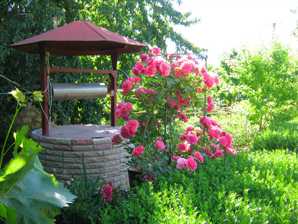 Мои розы (фото автора)