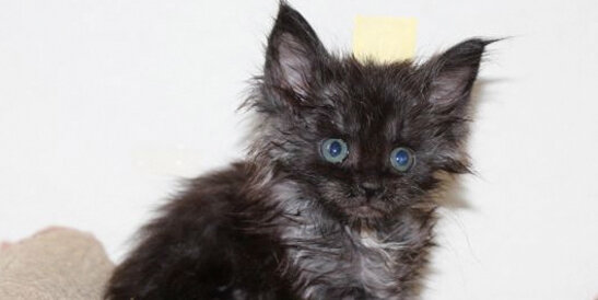 "Продам котенка мейн-куна" - именно под таким заголовком этого малыша выставили на Авито. Похож?