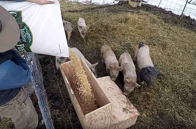 В затопленной Корсунке чудом спаслось стало свиней, заплывших на сарай