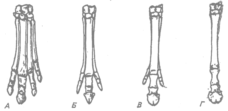 Как называют представленный на рисунке ряд скелетов конечностей предков современной лошади