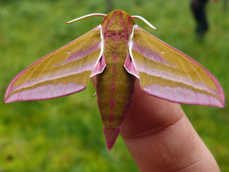 Винный бражник (Deilephia elpenor)