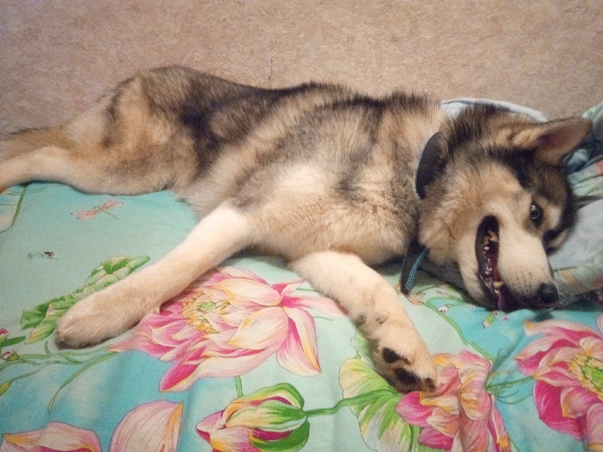 Мой пёс Бэст. Порода Сибирский хаски.