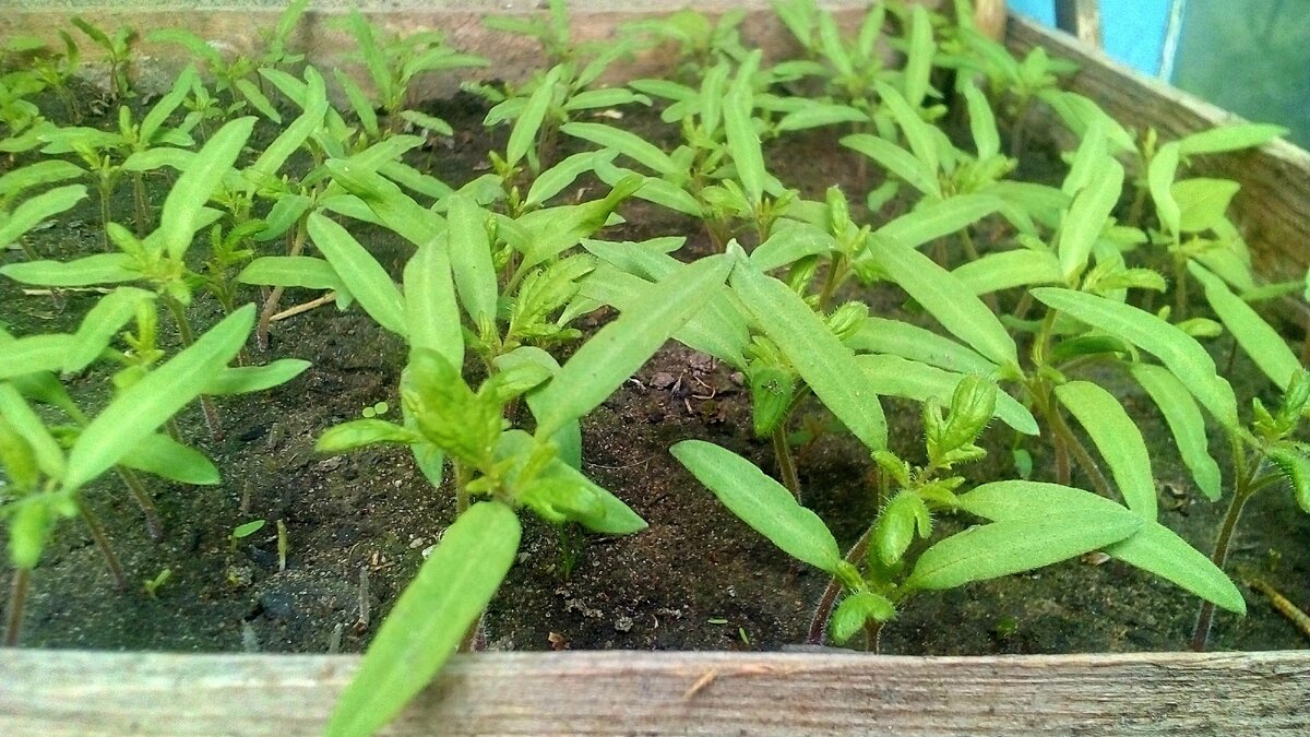 Красота, вот такая она радость тех кто работает на земле