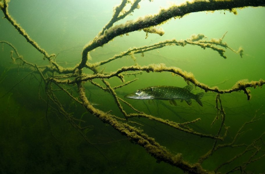 Водоросли в реке под водой