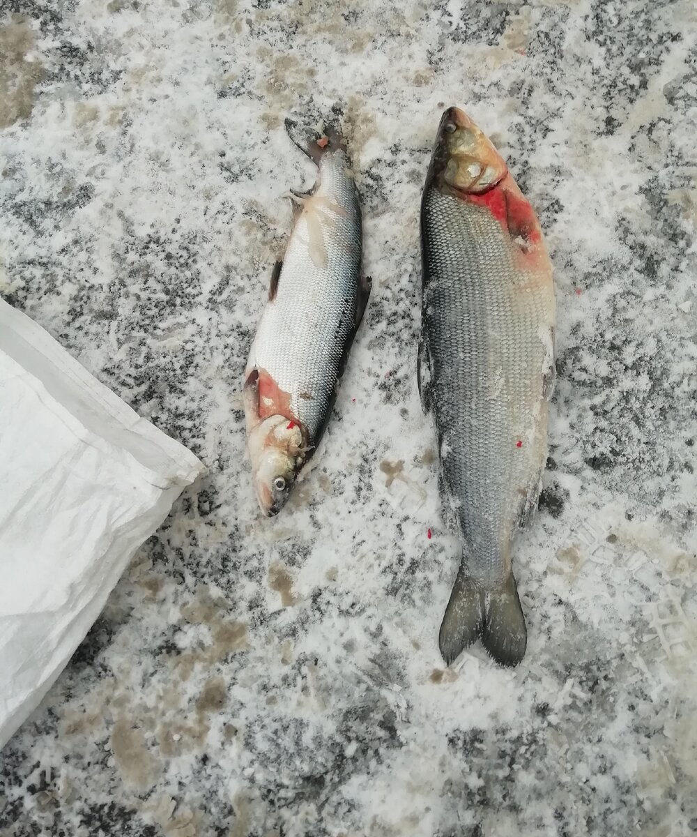 http://noturfish.ru/news/sovmestnaya-rabota-v-prazdnichnyie-dni