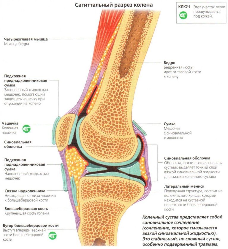 Коленный сустав. Фото взято из свободных источников.